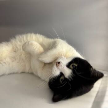 Rescue Domestic Short Hair Cats for Adoption in Ruckersville, Virginia - Fairy | PetCurious