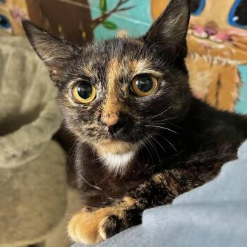 Lilu -  Dilute Tortoiseshell Cat for Adoption in Emporia, Virginia - Lilu | PetCurious