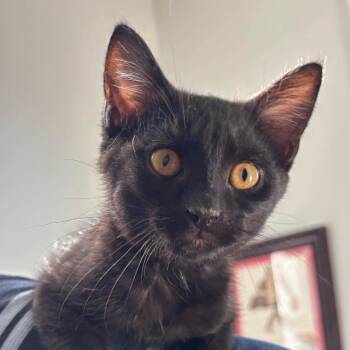 Vader -  Domestic Medium Hair Cat for Adoption in Winchester, Virginia - Vader | PetCurious