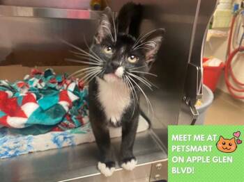 SHAGGY -  Domestic Short Hair Cat Available for Adoption in Fort Wayne, Indiana - SHAGGY | PetCurious