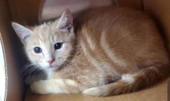 CROCODILE SHARK -  Domestic Short Hair Cat for Adoption in St. Louis, Missouri - CROCODILE SHARK | PetCurious