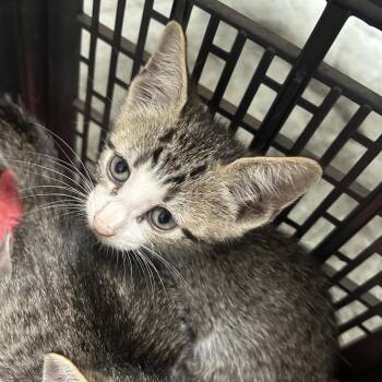 Gaia -  Domestic Short Hair Cat for Adoption in Philadelphia, Pennsylvania - Gaia | PetCurious