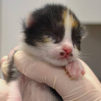 Hops (26-1G-2) -  Domestic Short Hair Cat for Adoption in Rifle, Colorado - Hops (26-1G-2) | PetCurious