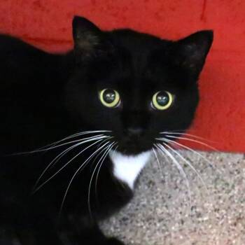 Domestic Short Hair Cats Available for Adoption in Sarasota, Florida - Mr Whisker | PetCurious
