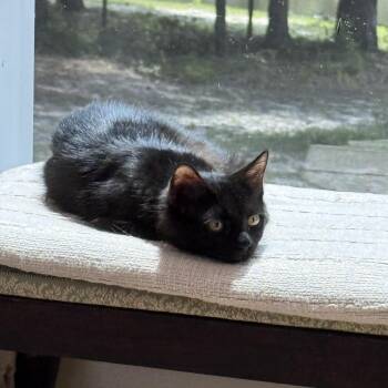 Dream Float -  Domestic Medium Hair Cat for Adoption in Columbia, South Carolina - Dream Float | PetCurious