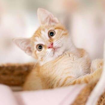 Beezus -  Domestic Short Hair Cat for Adoption in Atlanta, Georgia - Beezus | PetCurious
