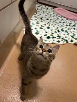 Domestic Short Hair Cats Available for Adoption in Murphy, Texas - Willow | PetCurious