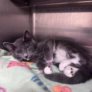 Scrabble 28494 (Black Collar) -  Domestic Short Hair Cat for Adoption in Middleburg, Florida - Scrabble 28494 (Black Collar) | PetCurious