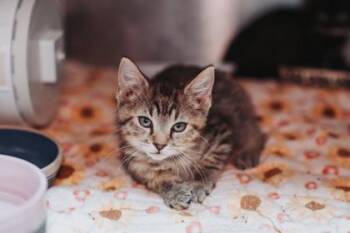 94825A Becky -  Domestic Short Hair Cat for Adoption in North Charleston, South Carolina - 94825A Becky | PetCurious