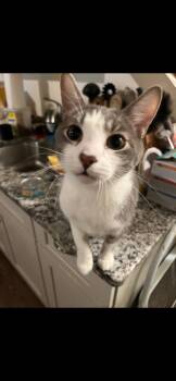 Whiskey -  Siamese and Domestic Short Hair Cat for Adoption in Harrisburg, Pennsylvania - Whiskey | PetCurious