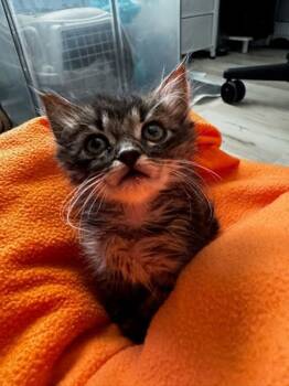 Rescue Domestic Short Hair Cats for Adoption in Bonsall, California - Nezuko 4896 | PetCurious