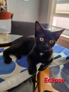 Eclipse -  Domestic Short Hair Cat for Adoption in Duxbury, Massachusetts - Eclipse | PetCurious