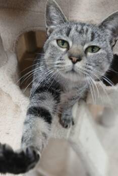 Rescue Domestic Short Hair Cats for Adoption in Dawsonville, Georgia - Tess | PetCurious