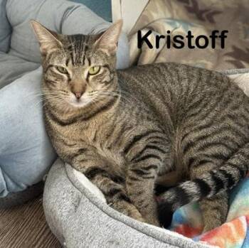 Kristoff -  Domestic Short Hair Cat for Adoption in Bridgewater, New Jersey - Kristoff | PetCurious