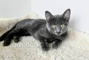Russian Blue and Domestic Short Hair Cats Available for Adoption in Wyandotte, Michigan - Gumdrop | PetCurious