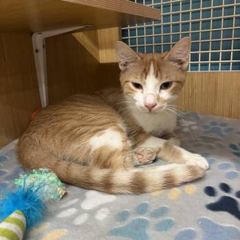 Domestic Short Hair Cats Available for Adoption in Manhattan, Kansas - Cooper | PetCurious