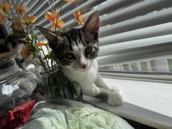 Ross -  Domestic Short Hair Cat Available for Adoption in Santa Cruz, California - Ross | PetCurious