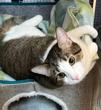 Minnie -  Domestic Short Hair Cat Available for Adoption in Blasdell, New York - Minnie | PetCurious