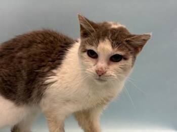 Constance -  Domestic Short Hair Cat for Adoption in Golden Valley, Minnesota - Constance | PetCurious