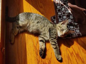 Gertrude -  Domestic Short Hair Cat for Adoption in Topeka, Kansas - Gertrude | PetCurious