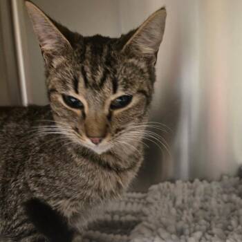 Domestic Short Hair Cats Available for Adoption - Cool Ranch Dorito | PetCurious