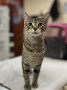 CLEOPATRA -  Domestic Short Hair Cat for Adoption in Aliquippa, Pennsylvania - CLEOPATRA | PetCurious