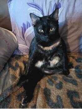 Rescue Domestic Short Hair Cats for Adoption in Warr Acres, Oklahoma - Mitzy | PetCurious