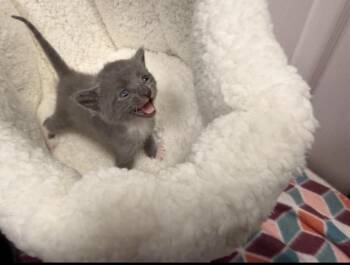 Domestic Short Hair Cats Available for Adoption in Batesville, Arkansas - Stormy | PetCurious