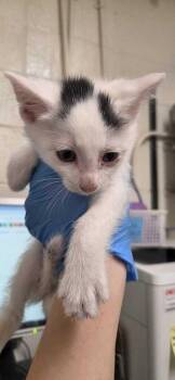 Girls Best Friend -  Domestic Short Hair Cat for Adoption in Fruit Heights, Utah - Girls Best Friend | PetCurious