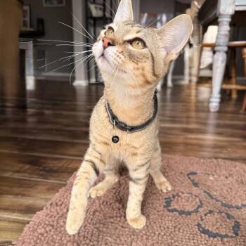 Oaklen HS -  Domestic Short Hair Cat for Adoption in Austin, Texas - Oaklen HS | PetCurious