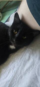 Bombay Cats Available for Adoption in Calimesa, California - Derpy | PetCurious