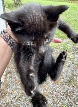 Rescue Extra Toes Cat Hemingway Polydactyl and Domestic Short Hair Cats for Adoption in Franklin, West Virginia - Kit 3 | PetCurious