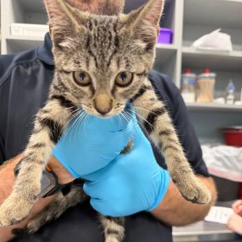Cheese Dip -  Domestic Short Hair Cat for Adoption in Greensboro, North Carolina - Cheese Dip | PetCurious