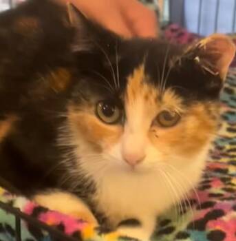 PATCHES -  Domestic Short Hair Cat for Adoption in Elizabethton, Tennessee - PATCHES | PetCurious