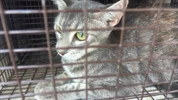 A660130 -  Domestic Short Hair Cat for Adoption in Houston, Texas - A660130 | PetCurious
