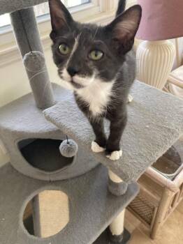 White Paws -  Domestic Short Hair Cat for Adoption in Cary, North Carolina - White Paws | PetCurious