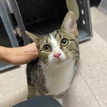 Sophia -  Domestic Short Hair Cat for Adoption in West Palm Beach, Florida - Sophia | PetCurious
