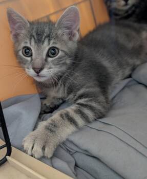 Henry -  Domestic Short Hair and Tabby Cat for Adoption in Glendale, Arizona - Henry | PetCurious