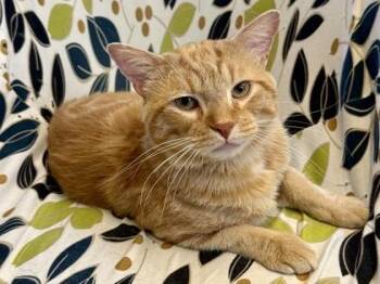 Van Gogh -  Domestic Short Hair Cat for Adoption in Downers Grove, Illinois - Van Gogh | PetCurious