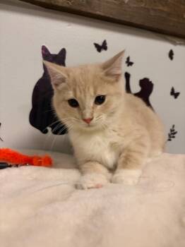 Domestic Short Hair Cats Available for Adoption - Parmesean | PetCurious