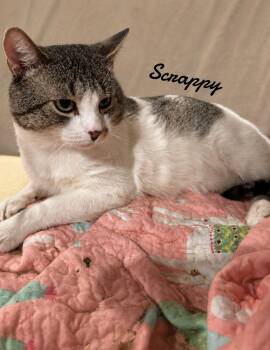 Scrappy -  Domestic Short Hair Cat for Adoption in Naugatuck, Connecticut - Scrappy | PetCurious