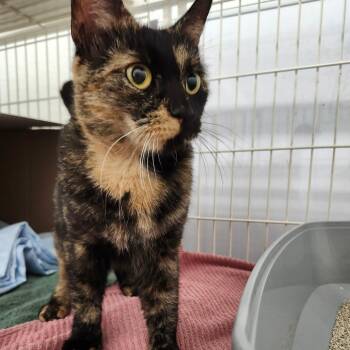 Carmella -  Domestic Short Hair Cat for Adoption in Ballston Spa, New York - Carmella | PetCurious
