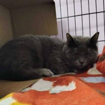 Dawn -  Domestic Short Hair Cat for Adoption in Davenport, Iowa - Dawn | PetCurious