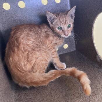 Stanley -  Domestic Short Hair Cat for Adoption in Pasadena, California - Stanley | PetCurious