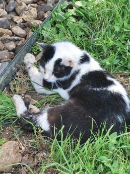 LONNIE -  Domestic Short Hair Cat for Adoption in San Antonio, Texas - LONNIE | PetCurious