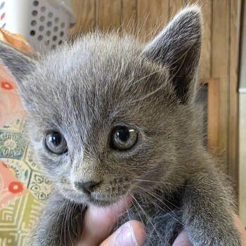 Josie -  Domestic Short Hair Cat for Adoption in Laramie, Wyoming - Josie | PetCurious