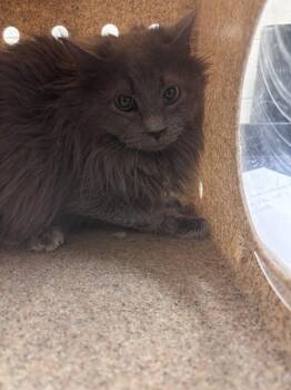 Domestic Long Hair Cats Available for Adoption in West Valley City, Utah - DUST BUNNY SUPREME | PetCurious