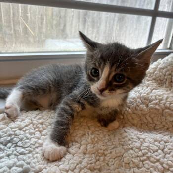Marshmallow -  Domestic Short Hair Cat for Adoption in Debary, Florida - Marshmallow | PetCurious
