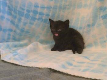 Rescue Domestic Short Hair Cats for Adoption in Sacramento, California - A899222 | PetCurious