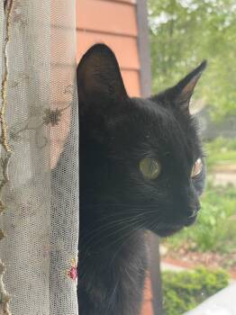 Domestic Short Hair Cats Available for Adoption in Ferndale, Michigan - Noir | PetCurious